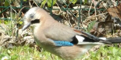 Faune Inventaires – Titre Geai des chenes – Marie-Photo Ange Montchatre