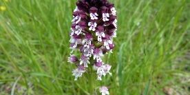 Orchis brule